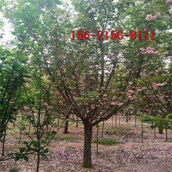 8公分櫻花樹10公分早櫻15公分高桿櫻花