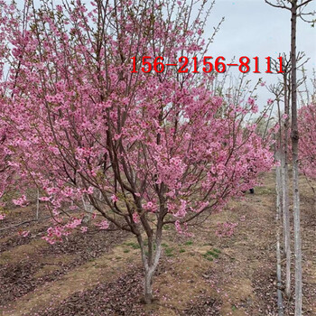 樱花树8公分/9公分高杆樱花10公分晚樱