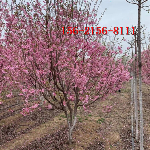 早樱8公分樱花树10-12-15公分高杆樱花
