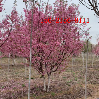 高杆樱花5、6、8、10、15公分高杆樱花树