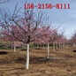 出售高杆樱花现挖现卖8公分10公分樱花树带土发货