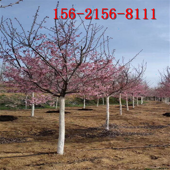 高杆樱花5、6、8、10、15公分高杆樱花树