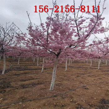 染井吉野樱花树地径10-15公分高杆樱花18公分阳光樱