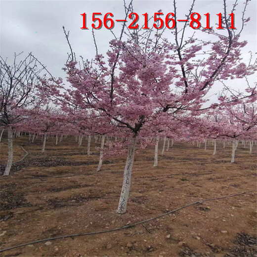 樱花树3公分/4公分/5公分/6公分高杆樱花树
