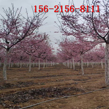 樱花树现挖现卖10公分樱花12公分、15公分高杆樱花