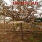 染井吉野樱花树现挖现卖8公分9公分10公分高杆樱花价格