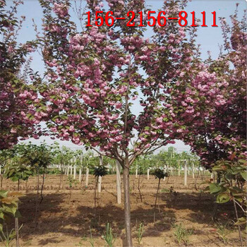 出售高杆樱花树现挖现卖7公分8公分10公分樱花树