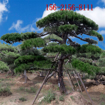 景觀松基地3米4米5米造型黑松6米油松