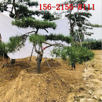 景觀松基地3米4米5米造型黑松6米油松