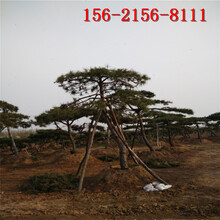 1米造型松1.5米油松2米3米泰山景松-4米油松圖片