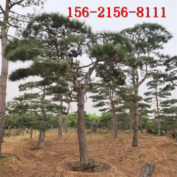 1米景松2米造型黑松3米4米5米油松