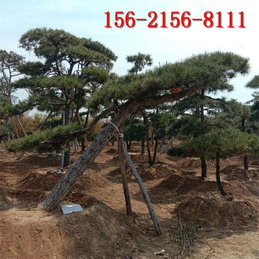 1.5米造型黑松2米景松3-4-5米造型油松
