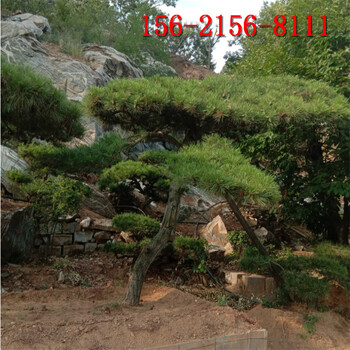 景松3米、3.5米油松4米泰山景松