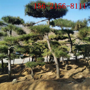 2.5米造型黑松3米景松-4米造型景觀松
