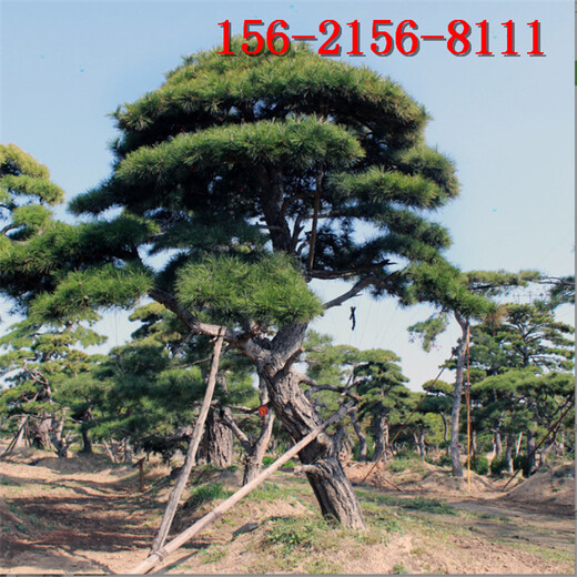 高度2米3米造型油松3.5米黑松造型景松用于公园地产绿化