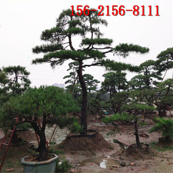 2.5米造型松3米泰山景松4米5米景松