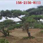 油松如何养护1.5米造型油松2米3米4米造型黑松价格