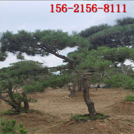 2米造型油松2.5米泰山松-3米景观松