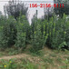 常绿灌木高1米1.2米1.5米1.8米北海道黄杨移栽易成活
