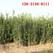 四季常绿灌木1米1.7米1.8米北海道黄杨