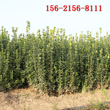 1米北海道黄杨2米北海道黄杨植株健壮根系发达