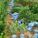 高度1.5米2米北海道黄杨常绿灌木耐寒抗旱