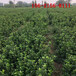 四季常绿灌木1米1.7米1.8米北海道黄杨