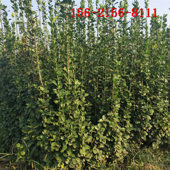 北海道黄杨1米1.5米2米丛生北海道黄杨