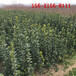 株高1米、1.5米、2米多分枝北海道黄杨