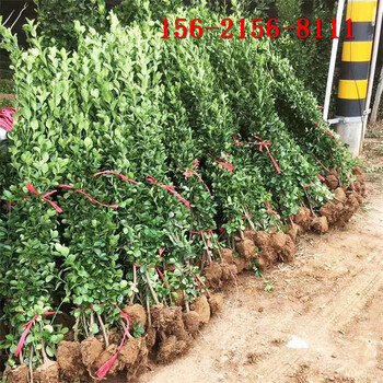 北海道黄杨1.5米四季常绿灌木适应性强1.8米北海道黄杨