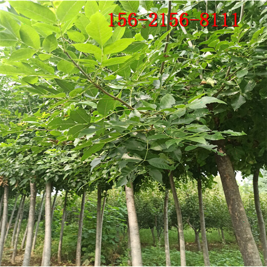 出售白蜡树10公分12公分速生白蜡15、18公分白蜡树