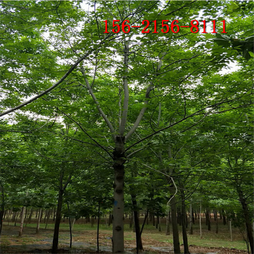 产地白蜡树15-16-17-18公分白蜡树