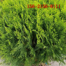 小龍柏綠化工程苗30-60高小龍柏1-2米龍柏圖片