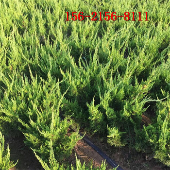 1米-1.2米龍柏2米龍柏價(jià)格