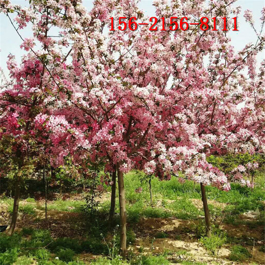 6公分绚丽海棠8公分、10公分、12公分北美海棠树