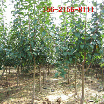 海棠樹(shù)種植方法8、10、12、15公分絢麗北美海棠樹(shù)