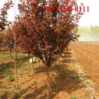 海棠樹(shù)種植方法8、10、12、15公分絢麗北美海棠樹(shù)