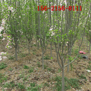 海棠樹(shù)種植方法8、10、12、15公分絢麗北美海棠樹(shù)