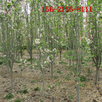 海棠樹(shù)種植方法8、10、12、15公分絢麗北美海棠樹(shù)