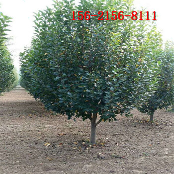 海棠樹(shù)種植方法8、10、12、15公分絢麗北美海棠樹(shù)