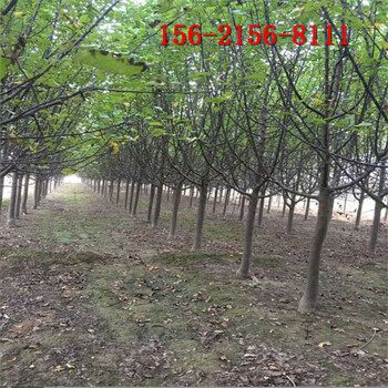 海棠樹(shù)種植方法8、10、12、15公分絢麗北美海棠樹(shù)