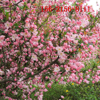 绚丽海棠的价格3、4、5、8、10公分绚丽海棠树
