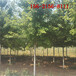 美国红枫看树挖树5-8-10-12-15-18公分美国红枫