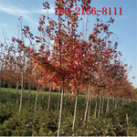 各种规格美国红枫5-20公分美国红枫红点红枫十月光辉