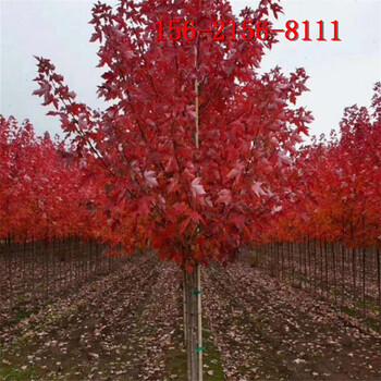 红点红枫5公分10公分丛生红枫树
