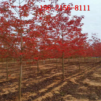 红点红枫5公分10公分丛生红枫树
