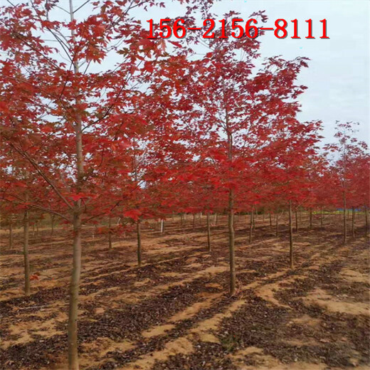 6米丛生美国红枫8公分10公分11公分红点红枫