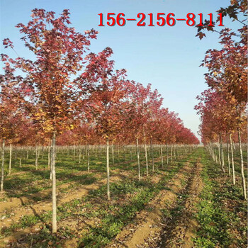出售3-8米丛生美国红枫10-15公分红点红枫美国红枫