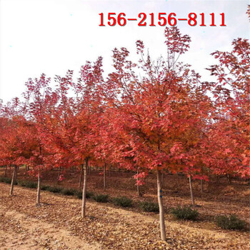出售3-8米丛生美国红枫10-15公分红点红枫美国红枫
