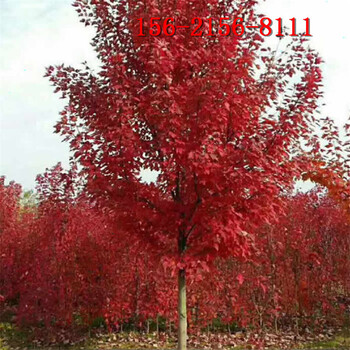 红点红枫-5米6米美国红枫10公分红点红枫